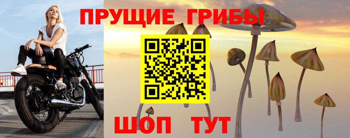 Псилоцибиновые грибы Psilocybe Кострома